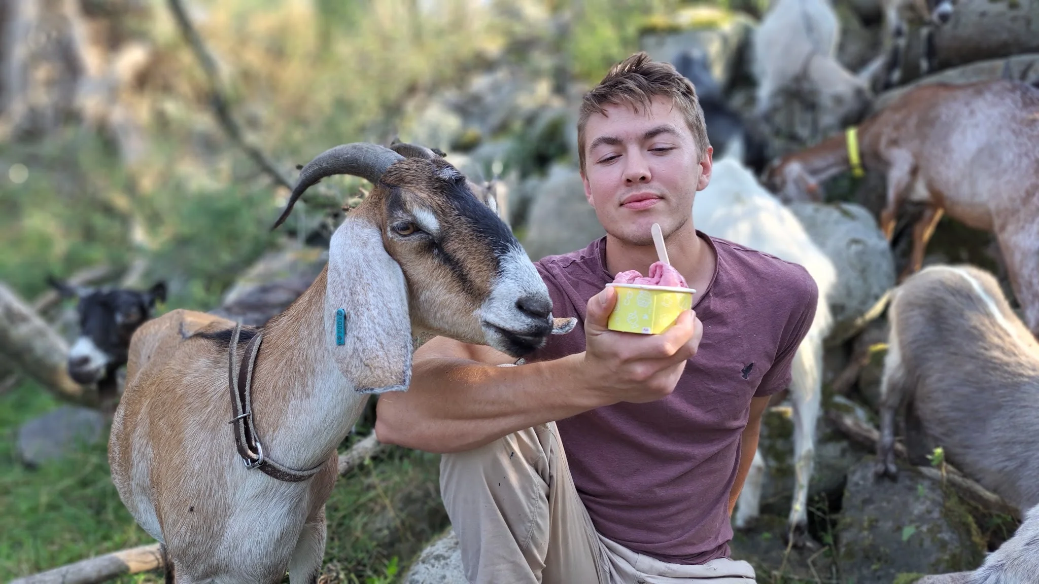 Oskar Edwall med sina getter på gården utanför Smedstorp